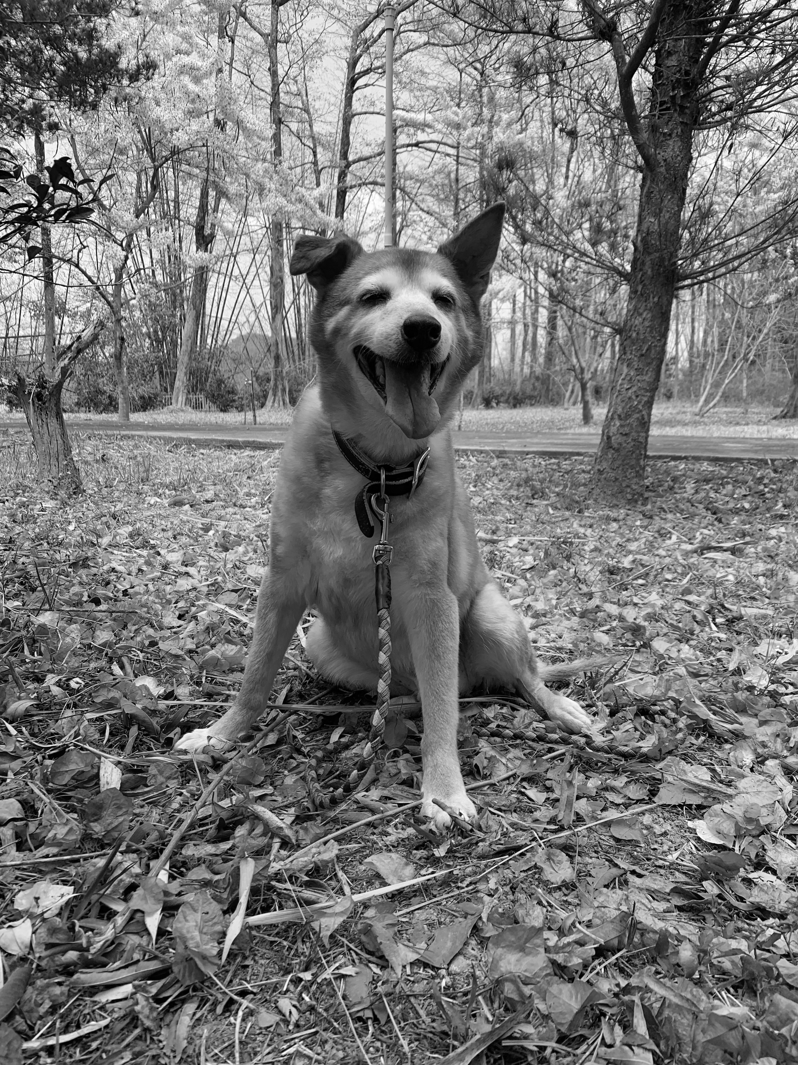 Saimai Lau profile image